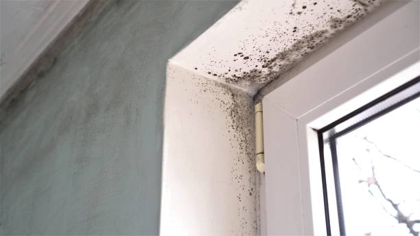 Best Kitchen Mold Remediation in Barrington, IL