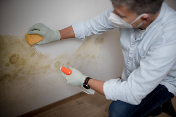 Best DIY Mold Remediation Support Services in Barrington, IL