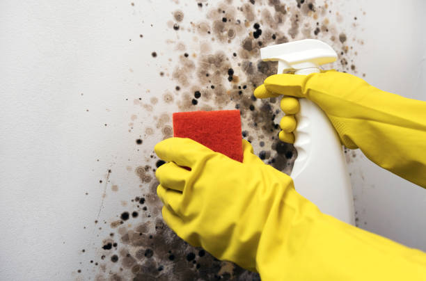 Best Basement Mold Remediation in Barrington, IL