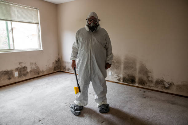 Best Bathroom Mold Remediation in Barrington, IL