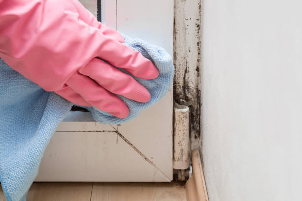 Best Mold Testing and Inspection Services in Barrington, IL
