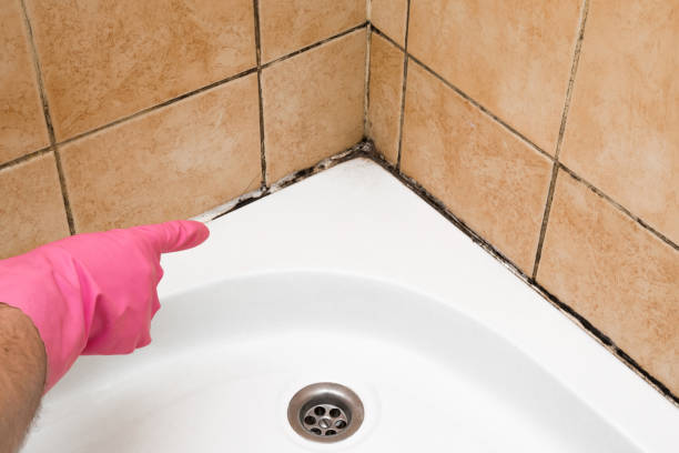 Best Industrial Mold Remediation in Barrington, IL