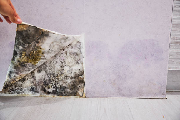 Best DIY Mold Remediation Support Services in Barrington, IL
